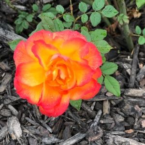 Meet your Posher, Laurie